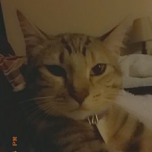 Meet your Posher, Madi